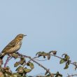 Pipit farlouse